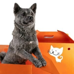 Custom Foldable Corrugated Plastic Pet Carrier Box Corona Treated Hollow Board Shipping Crate Recyclable DIY Dog House