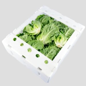 Custom Die-Cut PP Corrugated Lettuce Packaging | Ventilated & Durable Fresh Produce Box